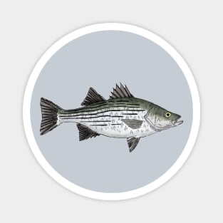 White Bass Magnet